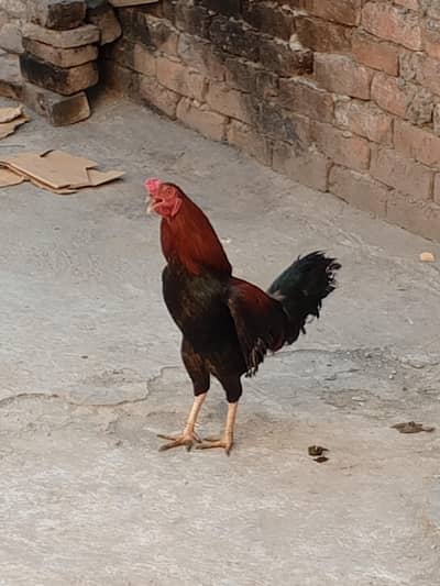 Aseel Murga Murgi sale 03454162260
