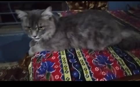 Lost Male Cat in Faisalabad   Please Help Us Find Him