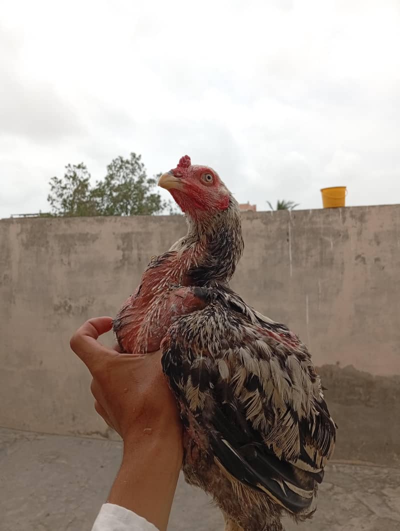 java patha long height High quality 1