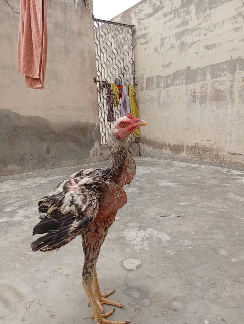 java patha long height High quality 2