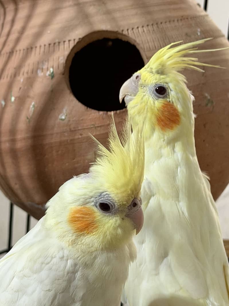 Ready for breeding 0