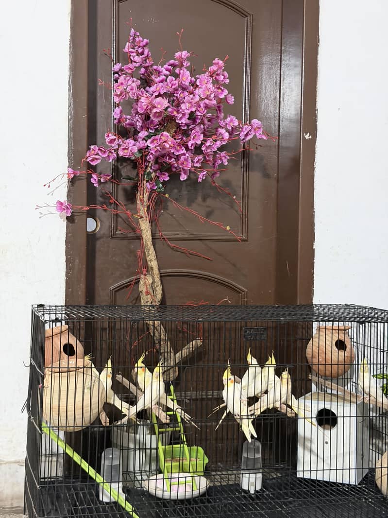 Ready for breeding 1