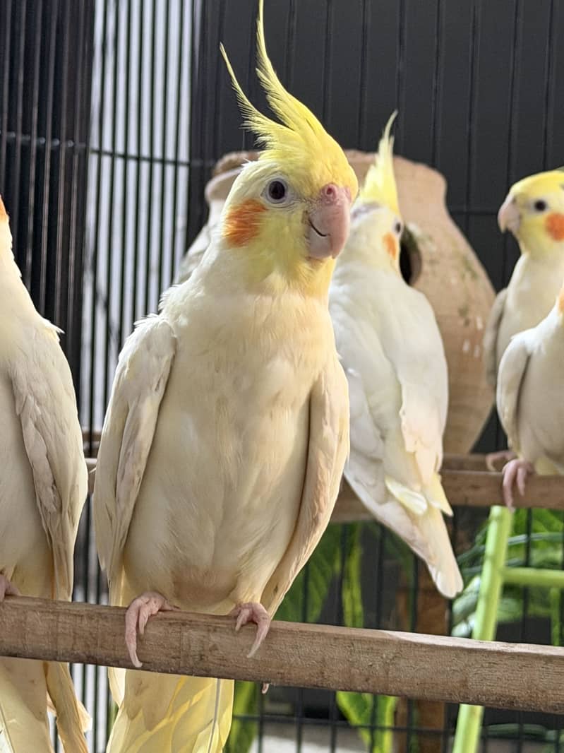 Ready for breeding 3