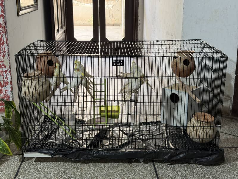 Ready for breeding 4