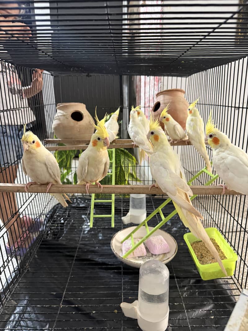 Ready for breeding 5