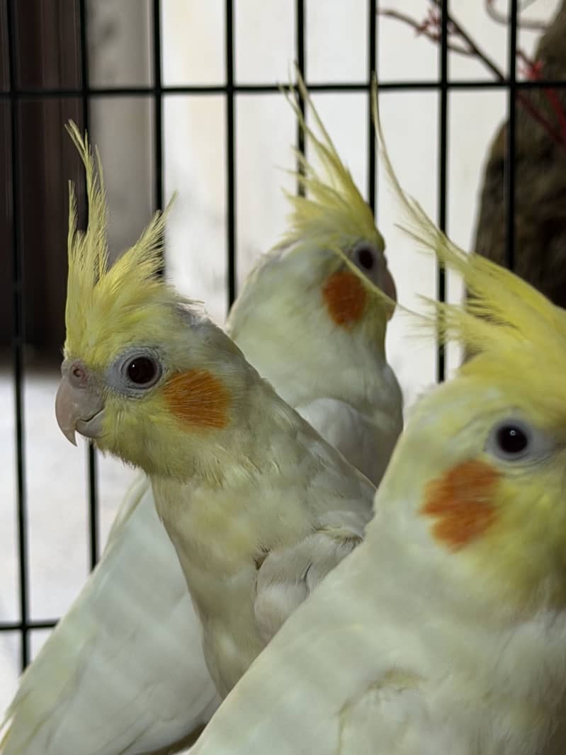 Ready for breeding 7