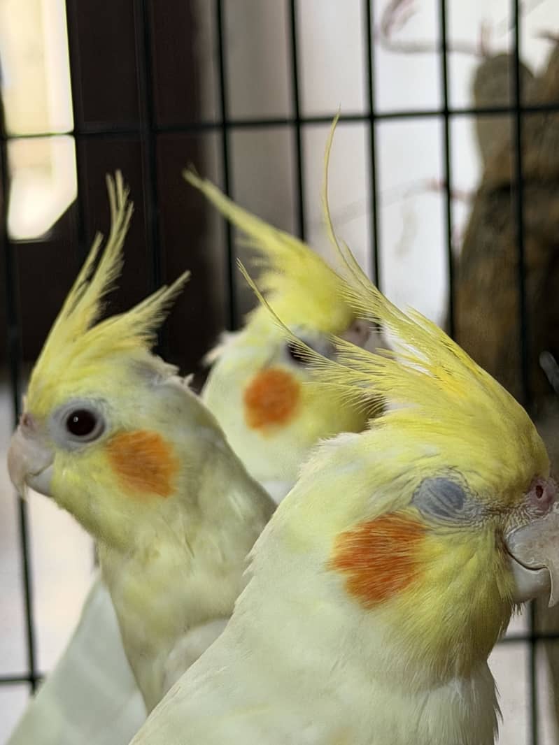 Ready for breeding 9