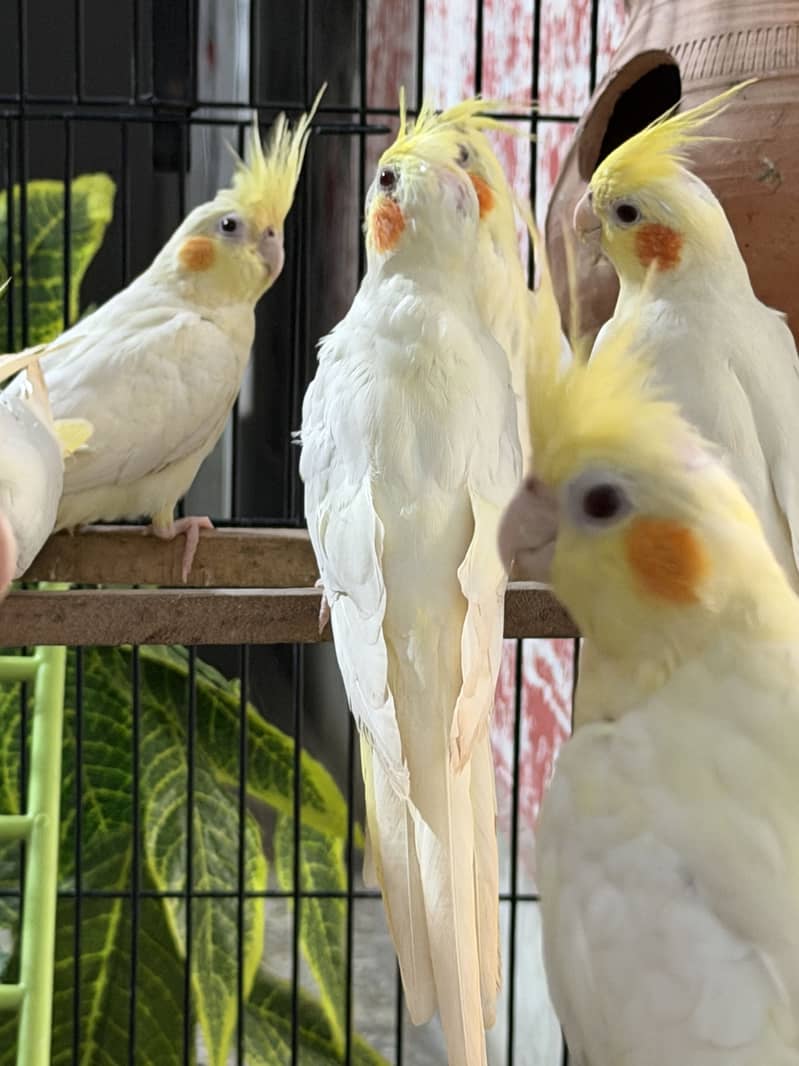Ready for breeding 11