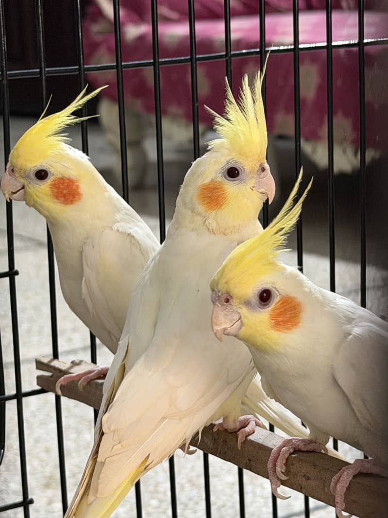 Ready for breeding 12