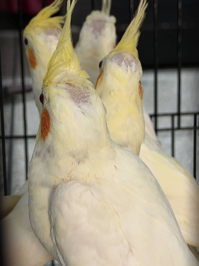 Ready for breeding 13