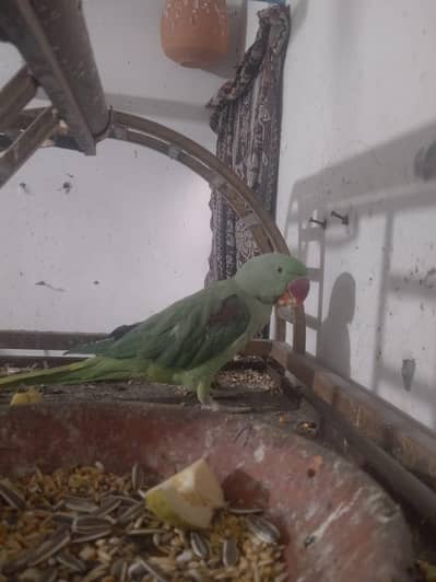 Kashmiri Raw Parrot