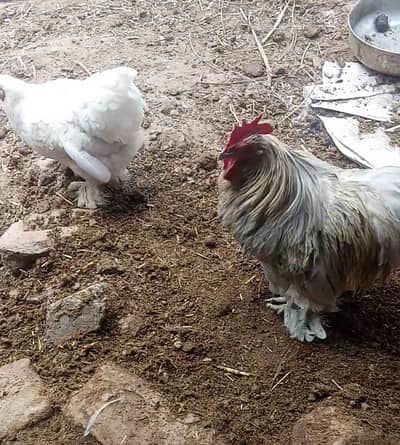 Bantam pair