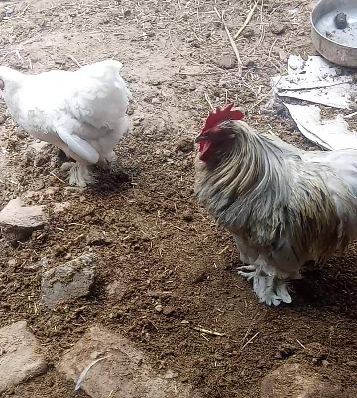 Bantam pair 0