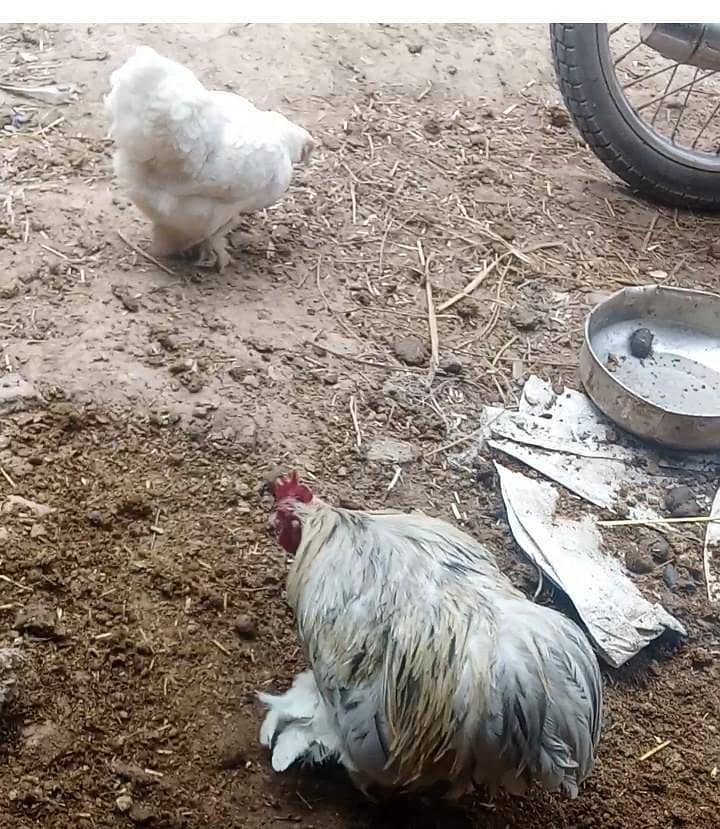 Bantam pair 1
