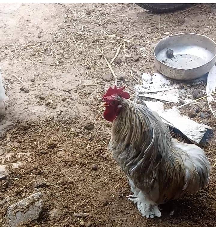 Bantam pair 2