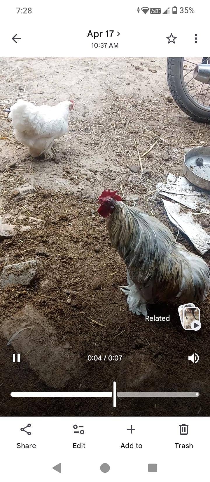 Bantam pair 3