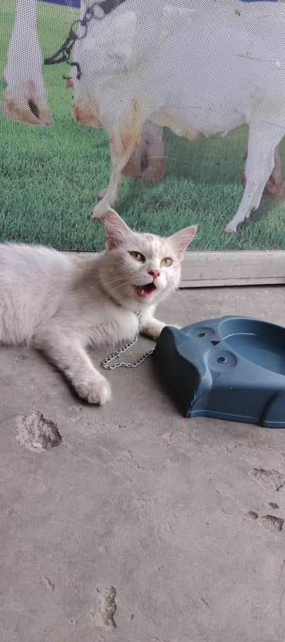 Persian cat female age 6mnth