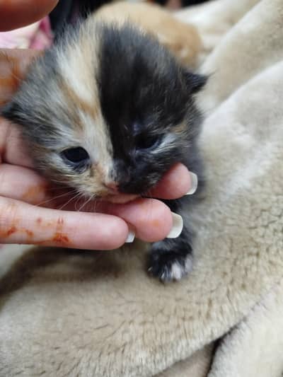 male and female Persian cats