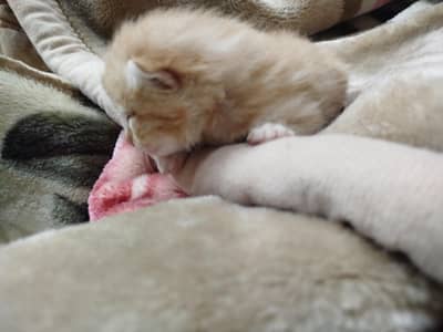 male and female Persian cats
