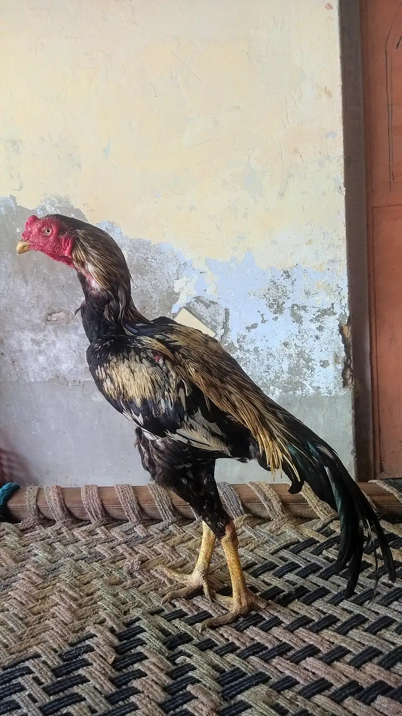 java Aseel Morga — photo 3