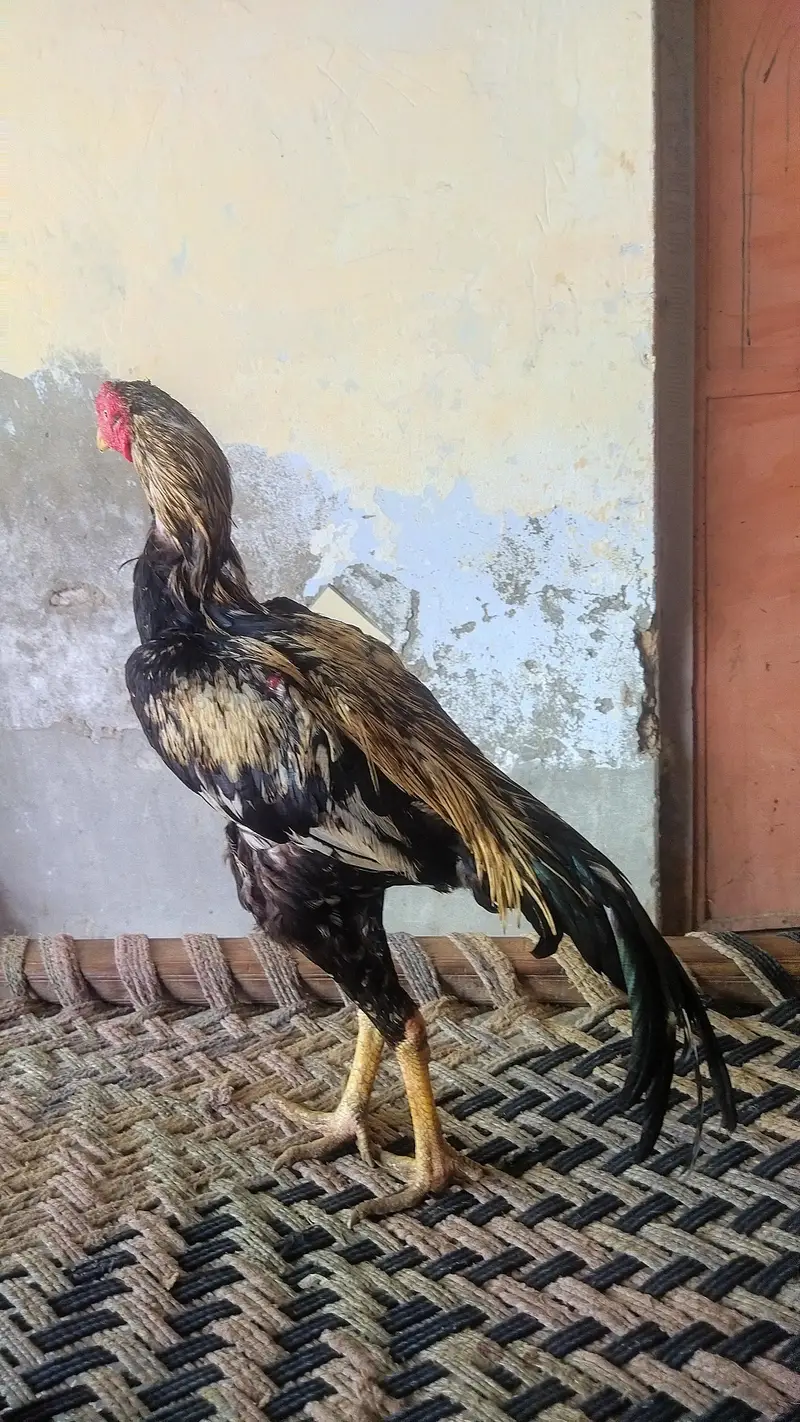 java Aseel Morga — photo 4