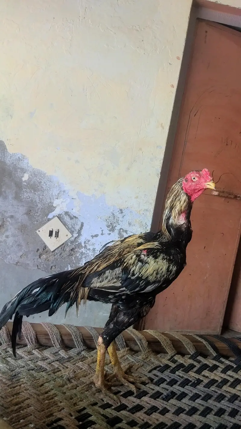 java Aseel Morga — photo 5
