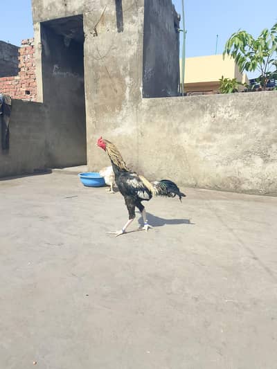 Akram aseel birds