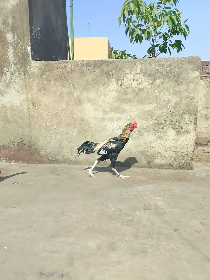 Akram aseel birds — photo 2