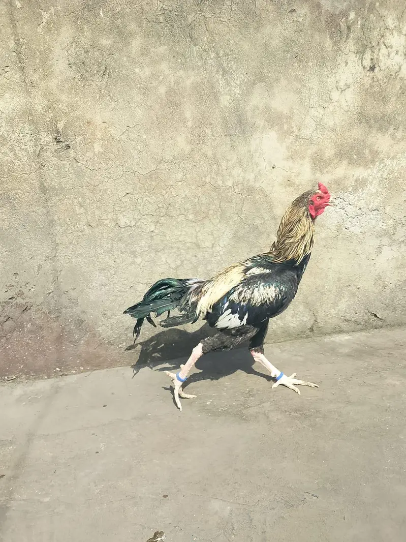 Akram aseel birds — photo 3