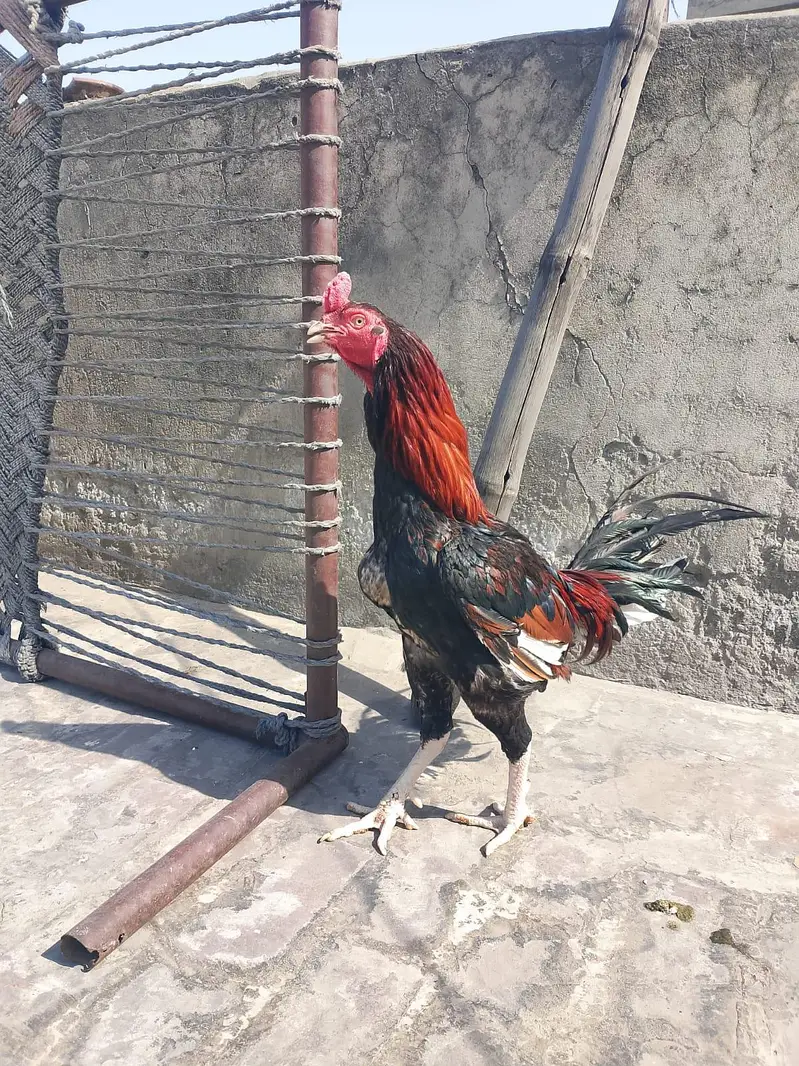 Akram aseel birds — photo 5
