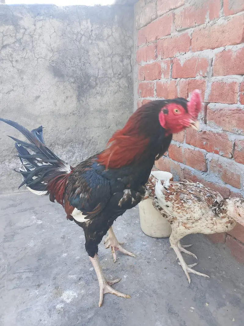 Akram aseel birds — photo 6