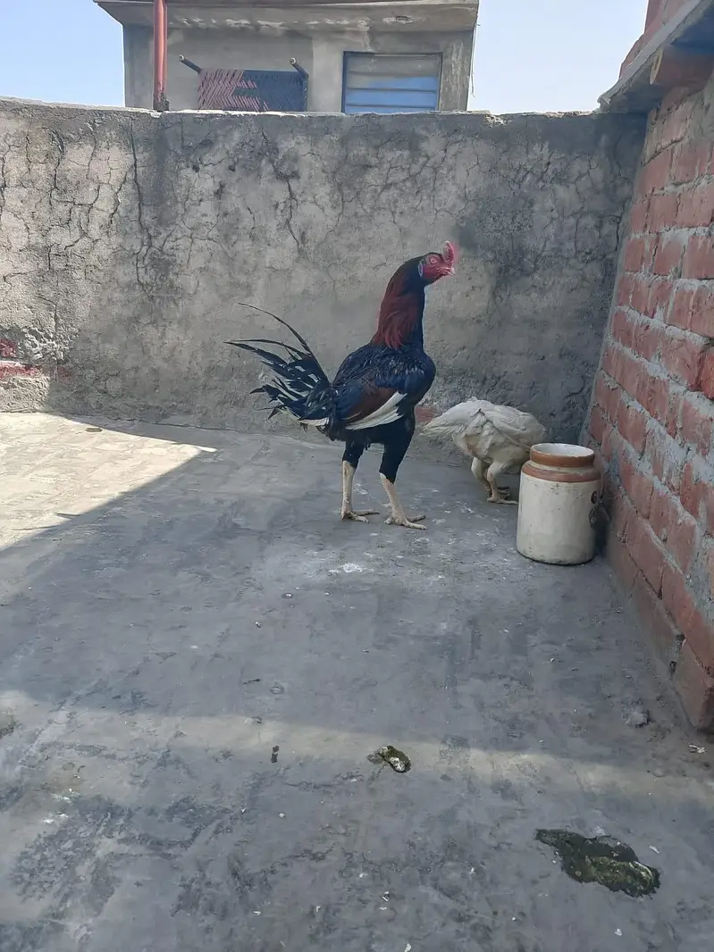 Akram aseel birds — photo 7