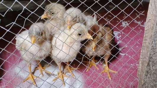 5 Aseel chicks