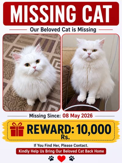 Missing White Persian Cat – Reward Rs. 10,000