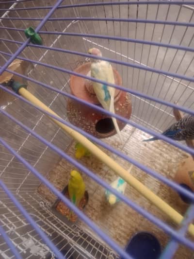 Australia birds
