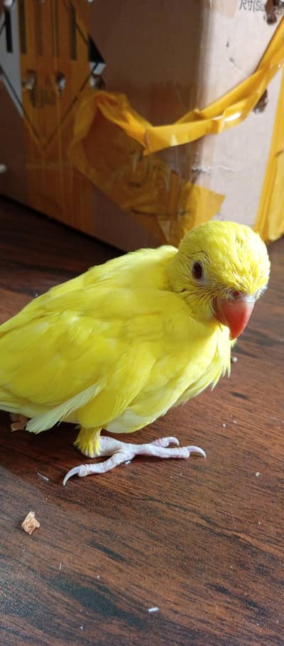 Yellow ringneck chick for sale
