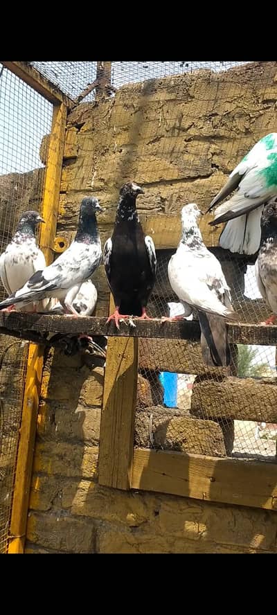 17 pigeons