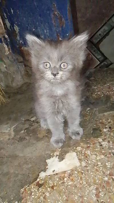 parsian