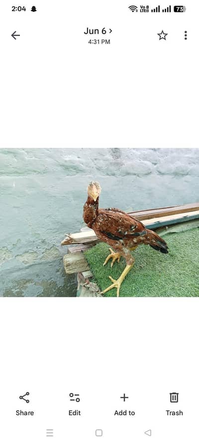 Thai+Pakistan cross 4 female hen for sale