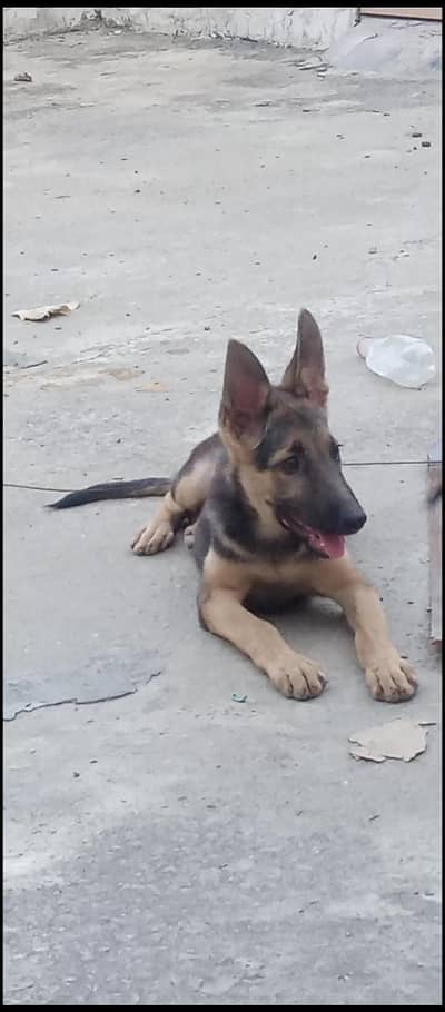 German shepherd puppy high quality