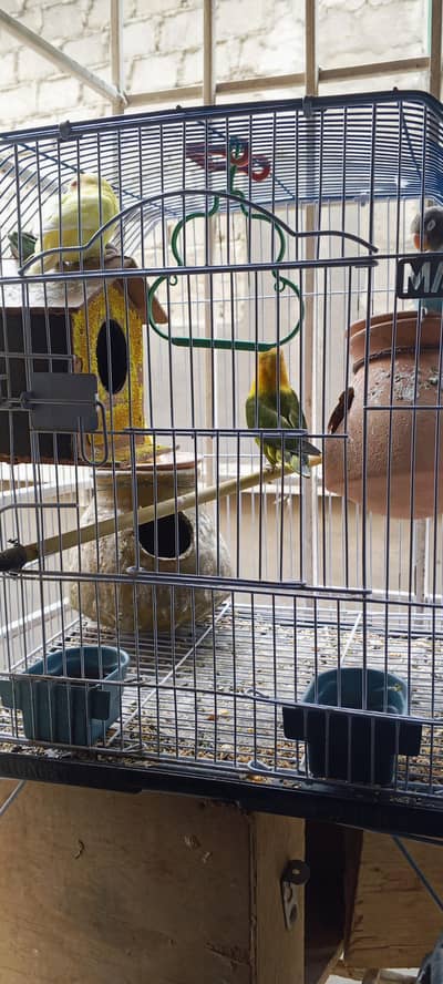 love bird three pair