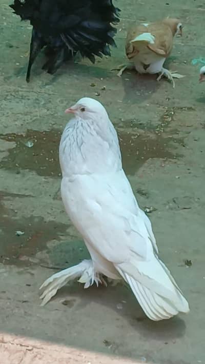 MIX . POUTER. POMERIAN. FANTAIL. .