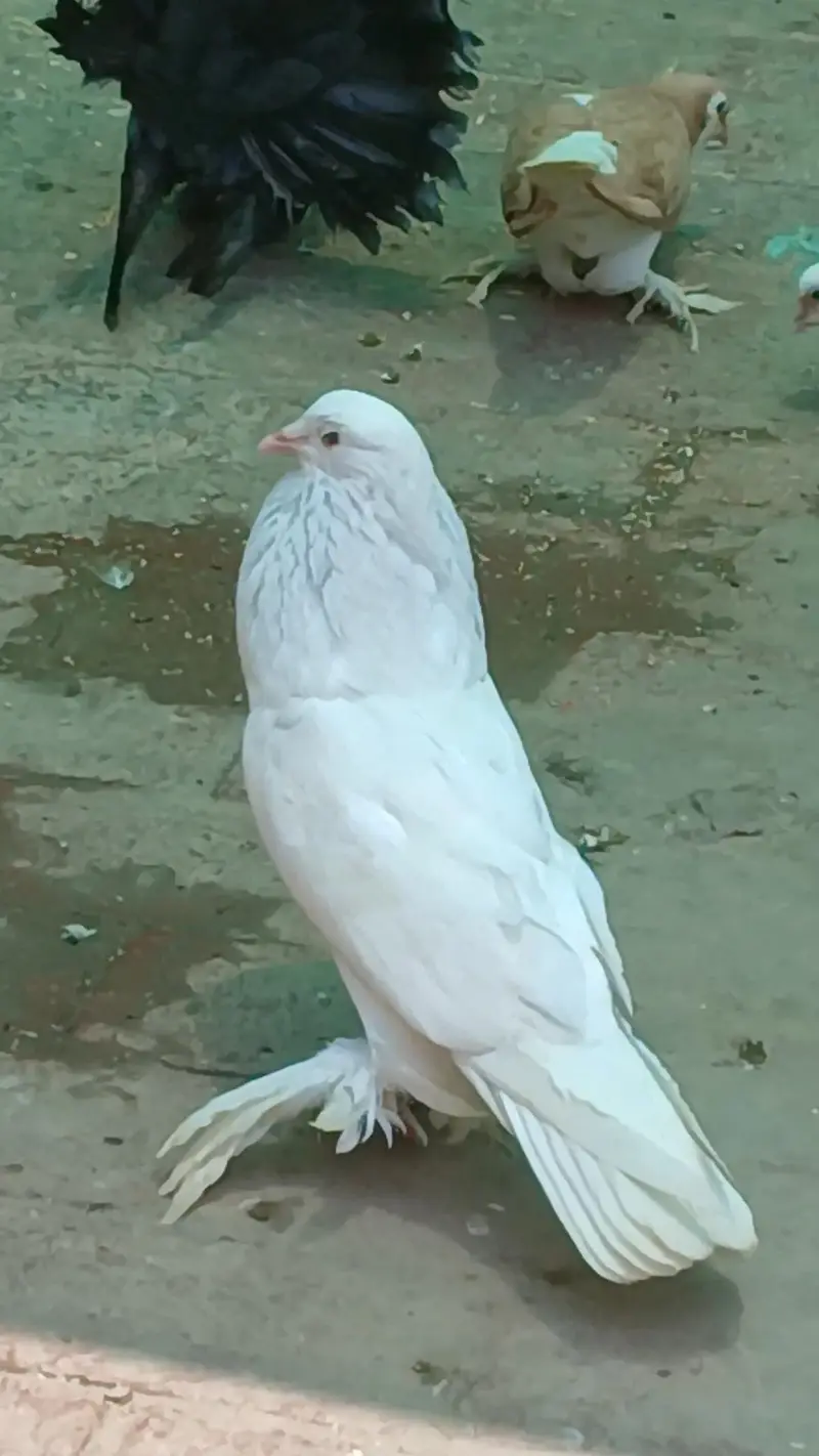 MIX . POUTER. POMERIAN. FANTAIL. SINGLE PIECE