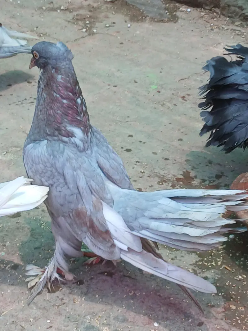 MIX . POUTER. POMERIAN. FANTAIL. SINGLE PIECE — photo 3