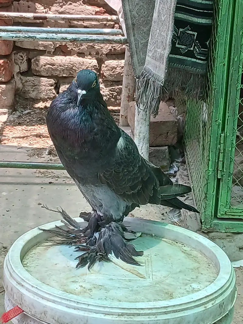 MIX . POUTER. POMERIAN. FANTAIL. SINGLE PIECE — photo 4