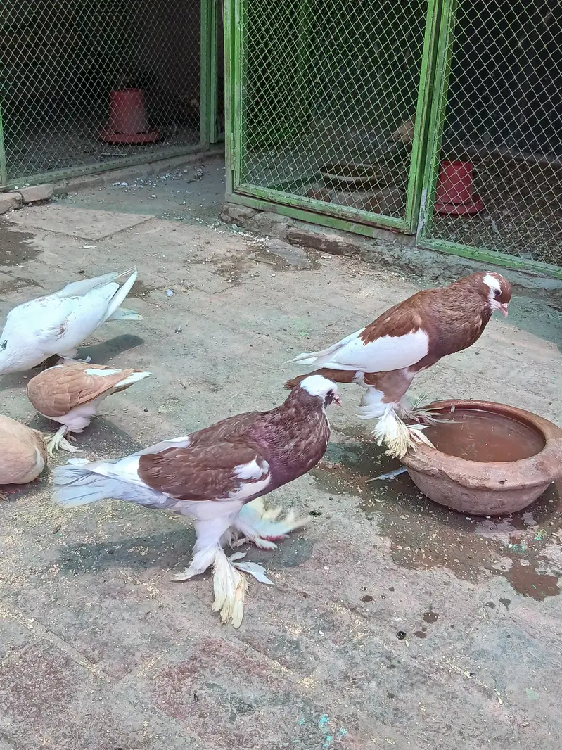MIX . POUTER. POMERIAN. FANTAIL. SINGLE PIECE — photo 6