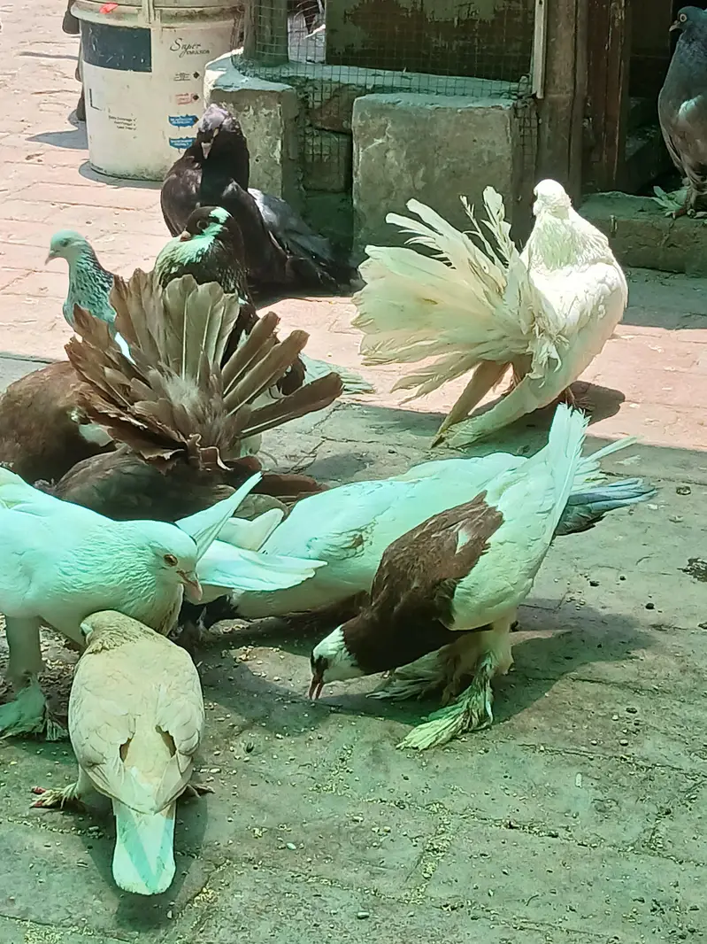 MIX . POUTER. POMERIAN. FANTAIL. SINGLE PIECE — photo 7