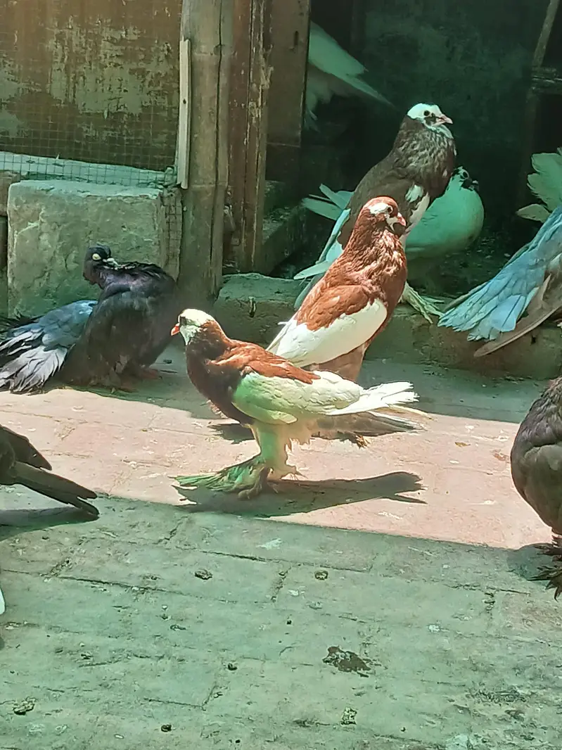 MIX . POUTER. POMERIAN. FANTAIL. SINGLE PIECE — photo 8