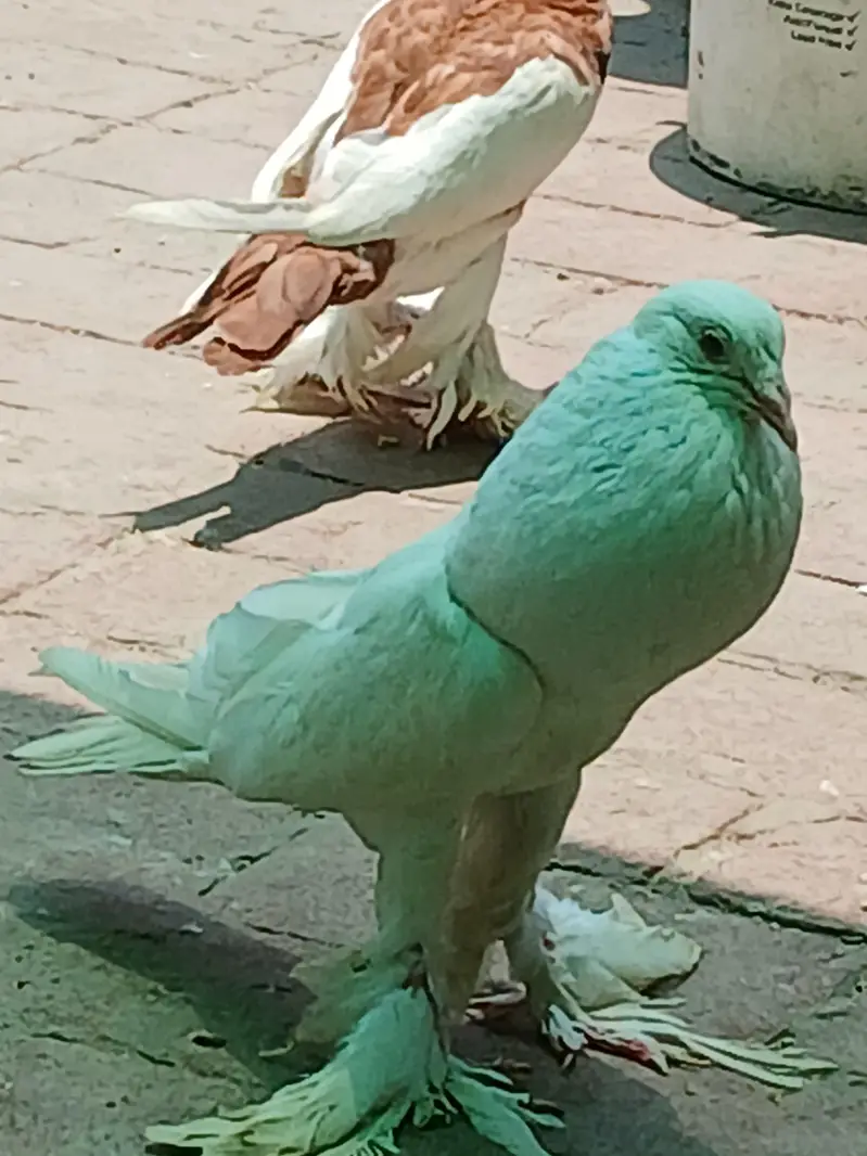 MIX . POUTER. POMERIAN. FANTAIL. SINGLE PIECE — photo 9