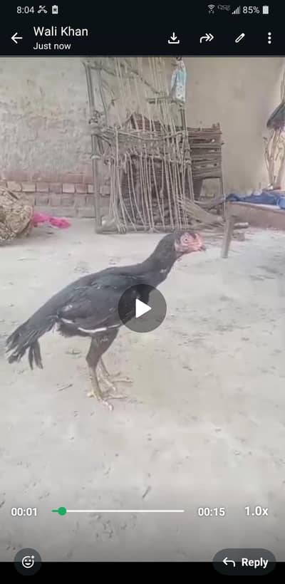 parrot beak femail or eggs for sale